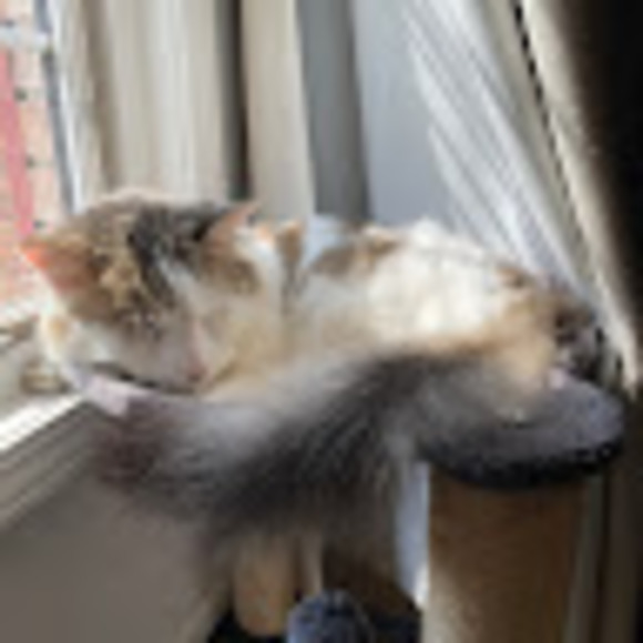 Meet your Posher, Amber - Picture 1 of 1